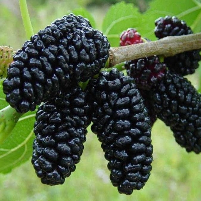 Morus-nigra-e1556415662615.jpg