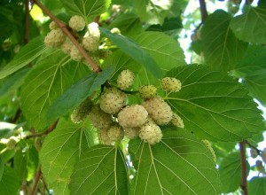 frutos_de_morus_alba-1024x751.jpg