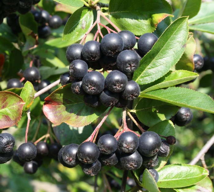 Aronia_melanocarpa_Viking1-scaled.jpg