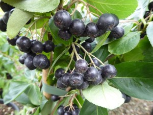 aronia_melanocarpa.jpg