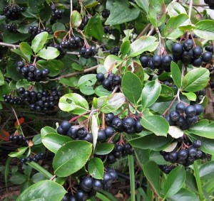 aronia-melanocarpa-aron-black-chokeberry.jpg
