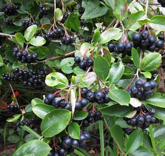 aronia-melanocarpa-aron-black-chokeberry.jpg