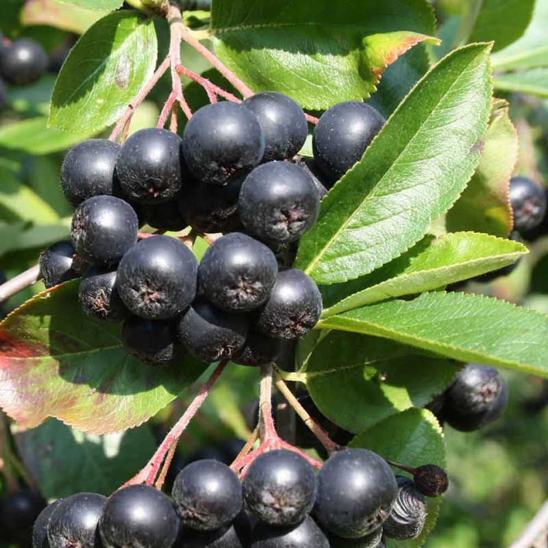 ac22d826web-horsford-aronia-melanocarpa-viking__50468.jpg
