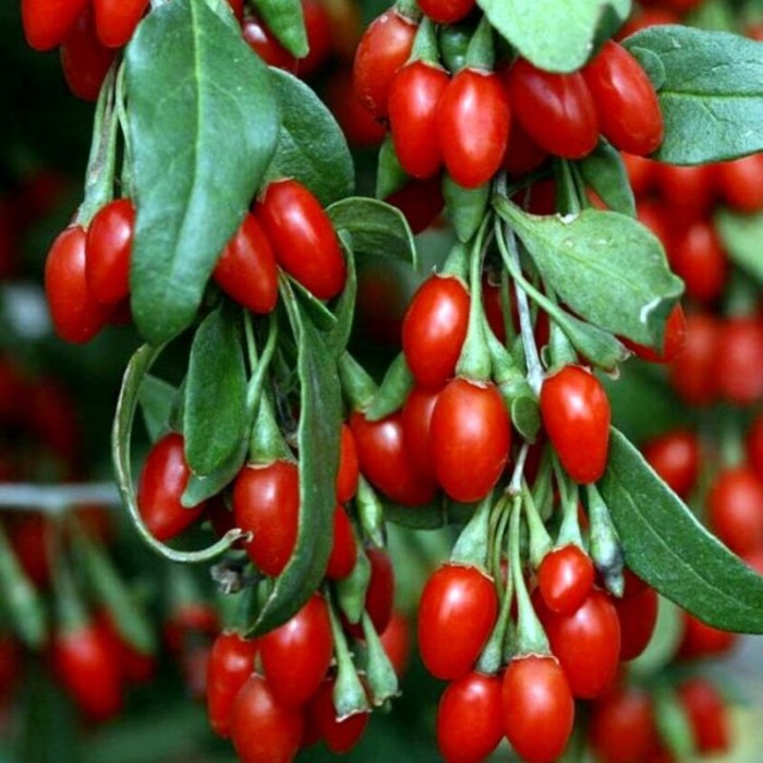 Lycium-barbatum-New-Big-goji-bogyo-e1686230849436.jpg