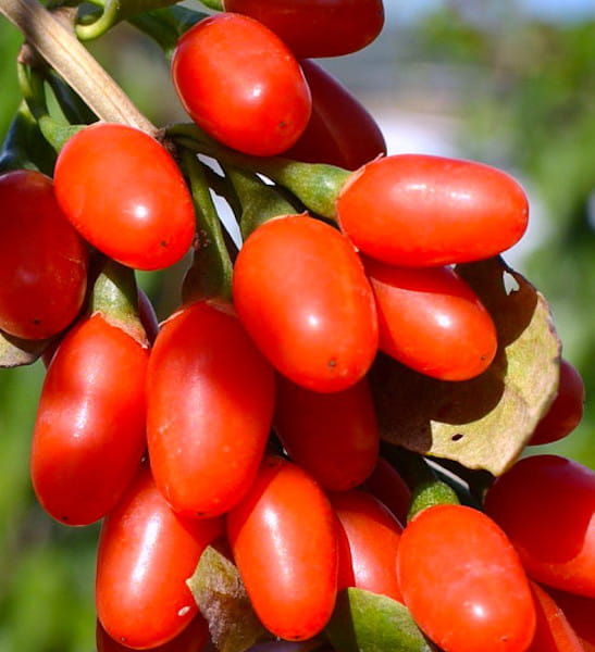 lycium-barbarum-new-big-goji-berry.jpg