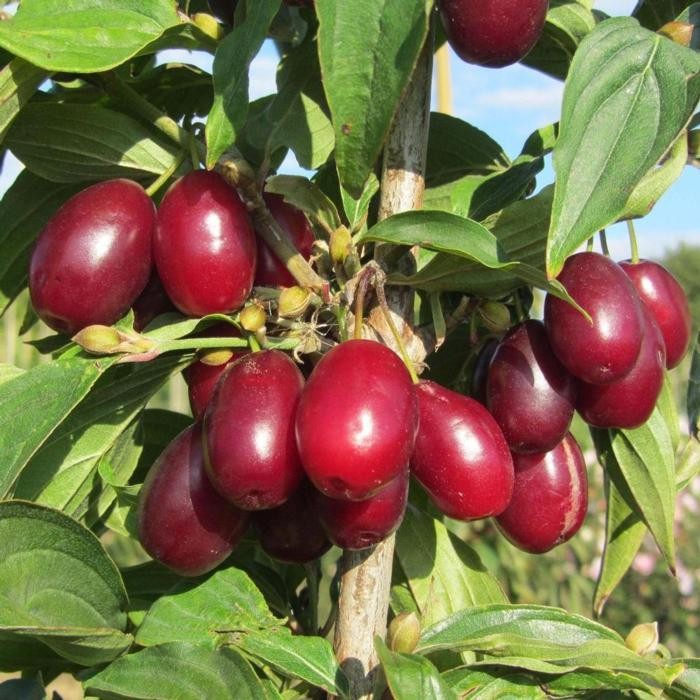 cornus-mas-jolico_1_700.jpeg