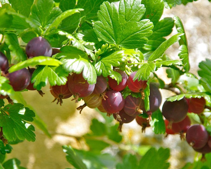 Ribes-Uva-Crispa-red-Cvs3.jpg