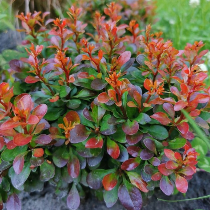bagatelle-barberry (1).jpg