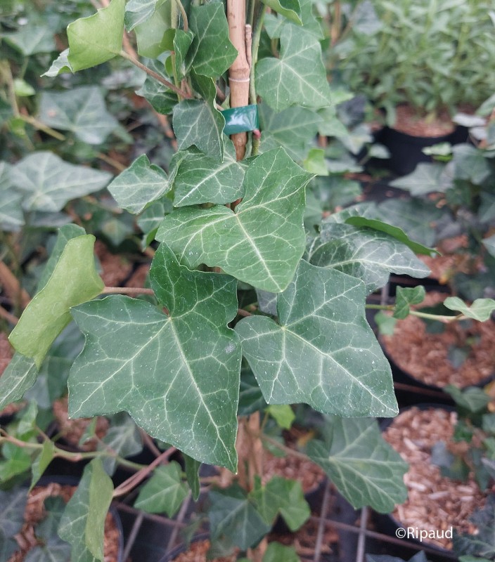 hedera-helix-hibernica.jpg