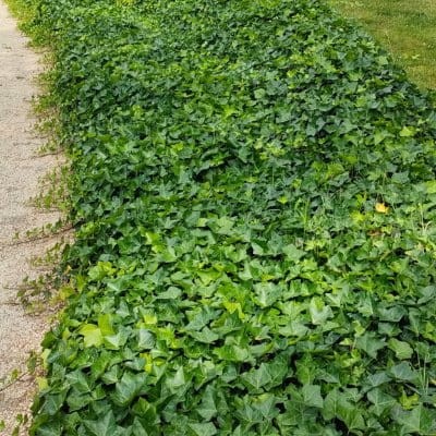 hedera_helix_hibernica_leaderplant.jpg