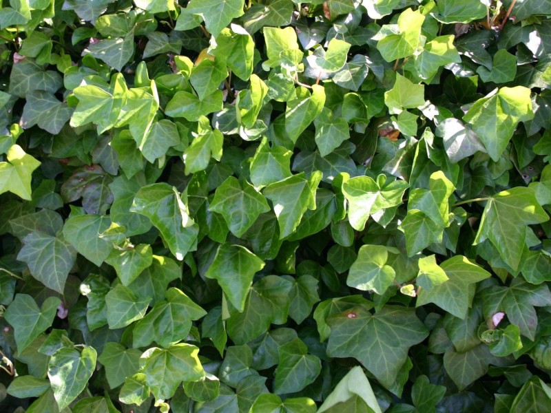 grossblaettriger-irischer-efeu-m000612_w_1.jpg