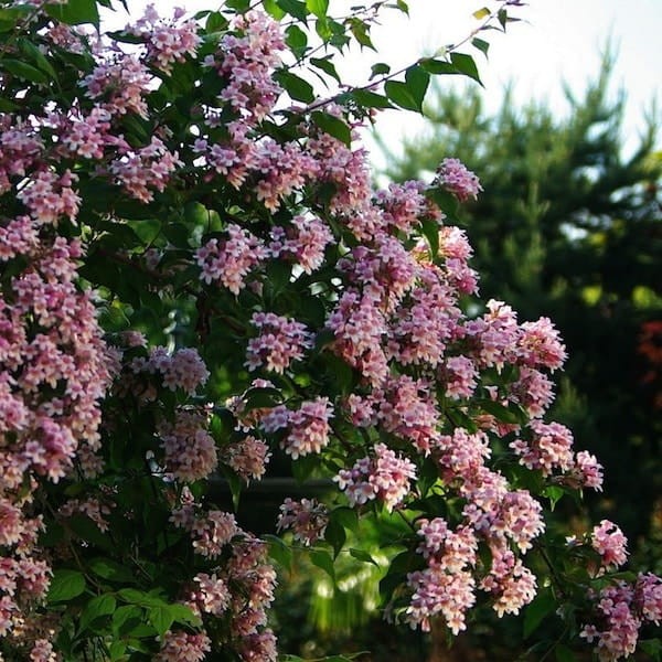 kolkwitzia_amabilis_Pink_Cloud.jpg