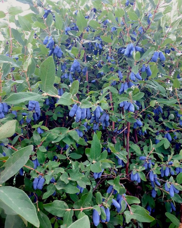 haskap-growing-819x1024.jpg