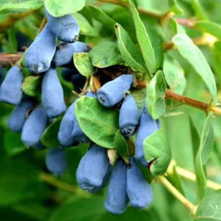 afin-siberian-lonicera-zojka-boaba-de-miere-01-450x450_0.jpg