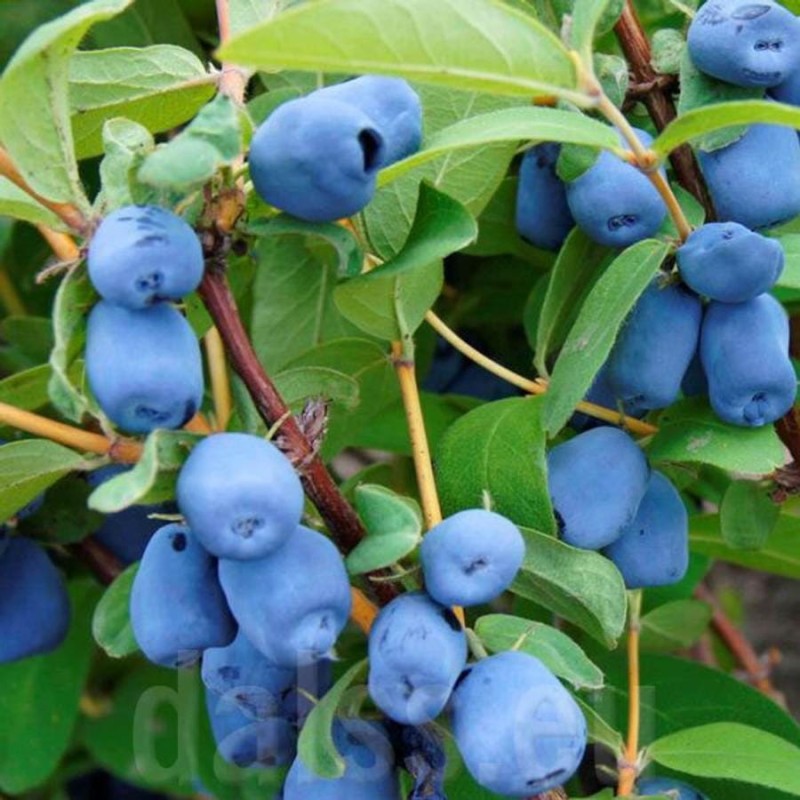 lonicera_kamtschatica_wojtek_kamcsatkai_mezbogyo.jpg