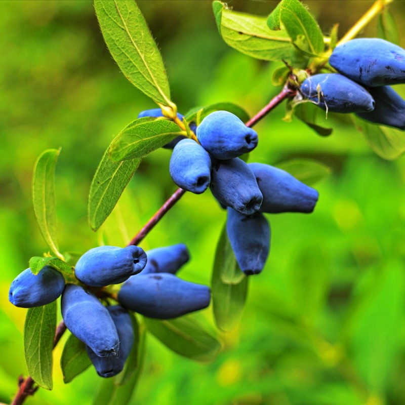 Lonicera-caerulea-Wojtek-Blue-Bell-Honeyberry.jpg