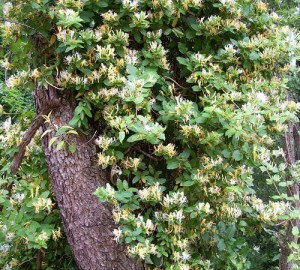 chevrefeuille-grimpant-hall-s-prolific_0002784.jpg