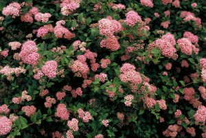 spiraea_japonica_nana.jpg