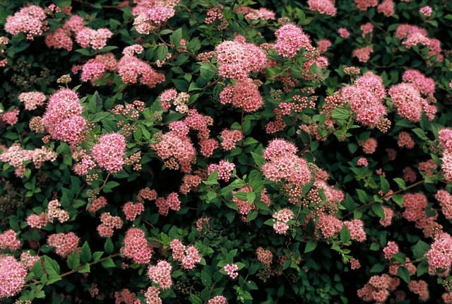 spiraea_japonica_nana.jpg
