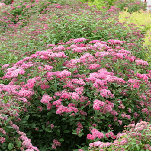 double_play_pink_spirea_blooming.jpg