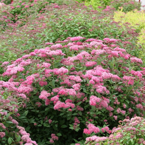 double_play_pink_spirea_blooming.jpg