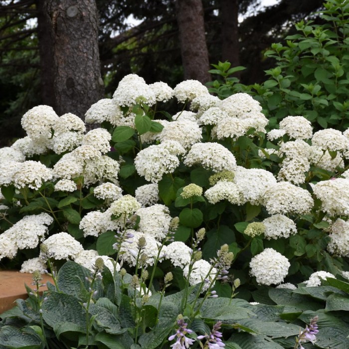 Annabelle-Hydrangea-in-Landscape-Platt-Hill-Nursery-Chicago-1000x1000-1.jpg