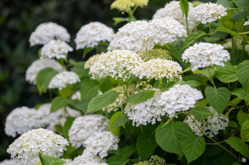 annabelle-hydrangea-care-guide-7507139_05-25da8733b18f4b3d975e851b545757c9.jpg