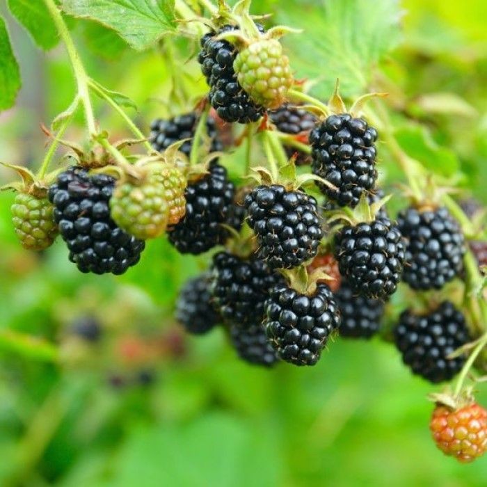 rubus_fruticosus_thornfree__2.jpg