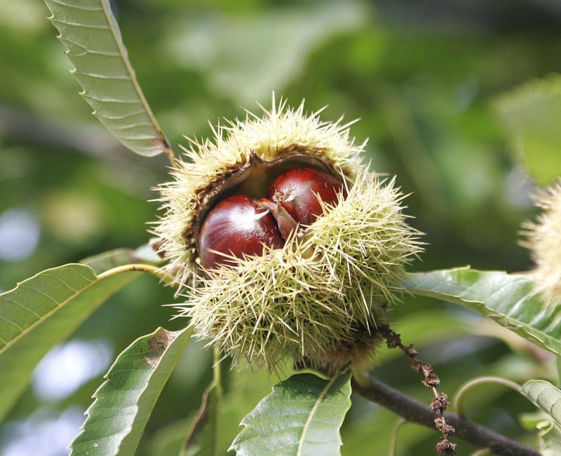 castanea-sativa-Chestnut-Bouche-de-Betizac.jpg