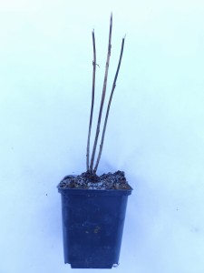 IMG_20260120_103018.jpg