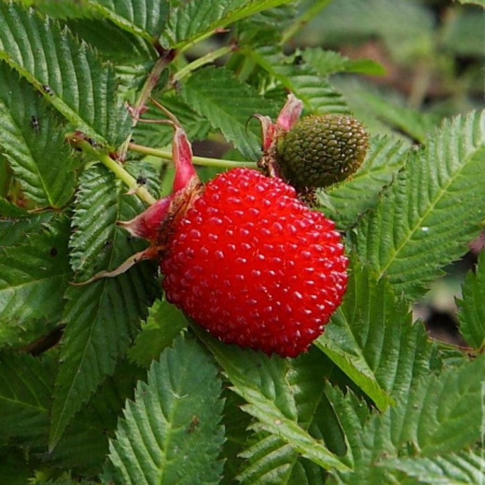 rubus_illecebrosus_japan_szamocamalna.jpg
