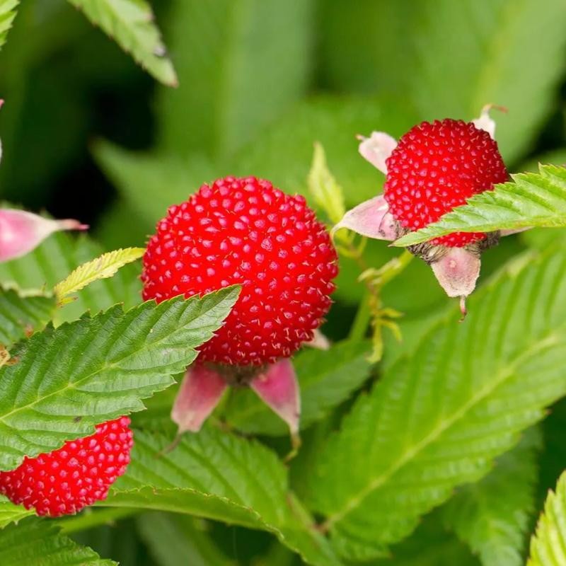 plant-framboisier-fraise-rubus-illecebrosus-2-bio-zoom.jpg