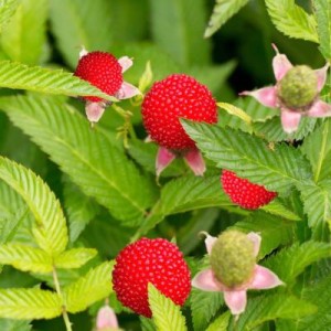 plant-framboisier-fraise-rubus-illecebrosus-bio-big.jpg