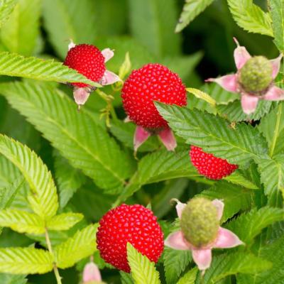 plant-framboisier-fraise-rubus-illecebrosus-bio-big.jpg