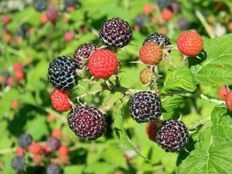 7596-rubus-idaeus-black-jewel.jpg