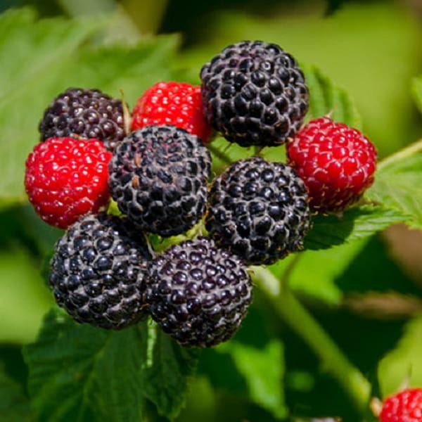 malina-chernaya-rubus-idaeus-black-jewel.jpg