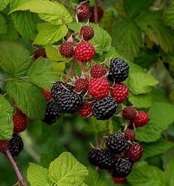 svart-hallon-black-jewel-3.jpg