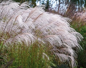 miscanthus-silver-charm-3_x778_crop_center@2x.jpg