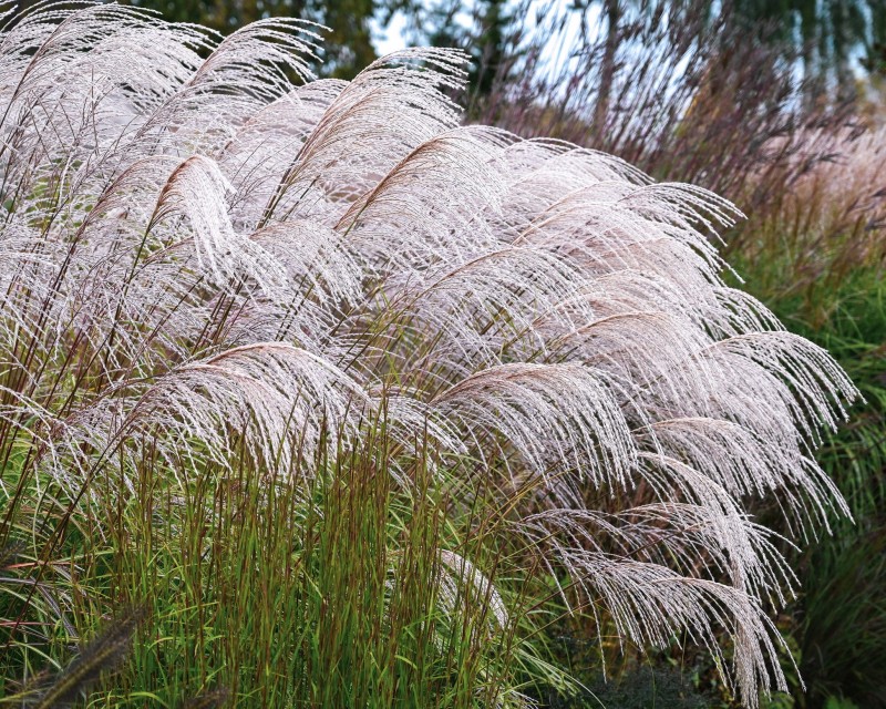 miscanthus-silver-charm-3_x778_crop_center@2x.jpg