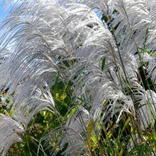 MISCANTHUS-MEMORY.5-500x500.jpg
