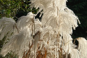 Miscanthus-Memory4344.jpg