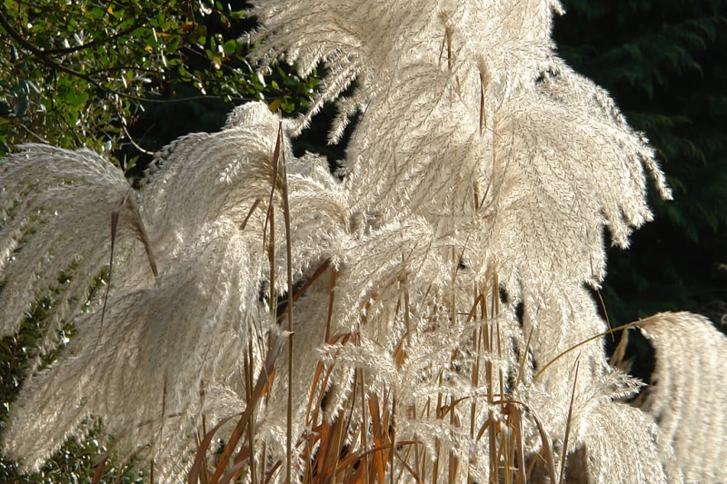 Miscanthus-Memory4344.jpg