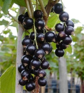 ribes-nigrum-titania-fruits-500x553.jpg