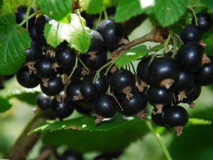 schwarze-johannisbeere-titania-s-m002482_h_0.jpg