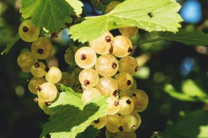 White-Currants-Best-Varieties-Growing-Guide-Care-Problems-and-Harvest-FI.jpg