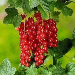 ribes-rubrum-jonkheer-van-tets-1.jpg