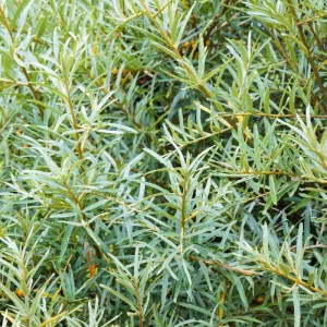havtorn-pollmix-30-60-cm-hanplante-hippophae-rhamnoides-pollmix.jpg