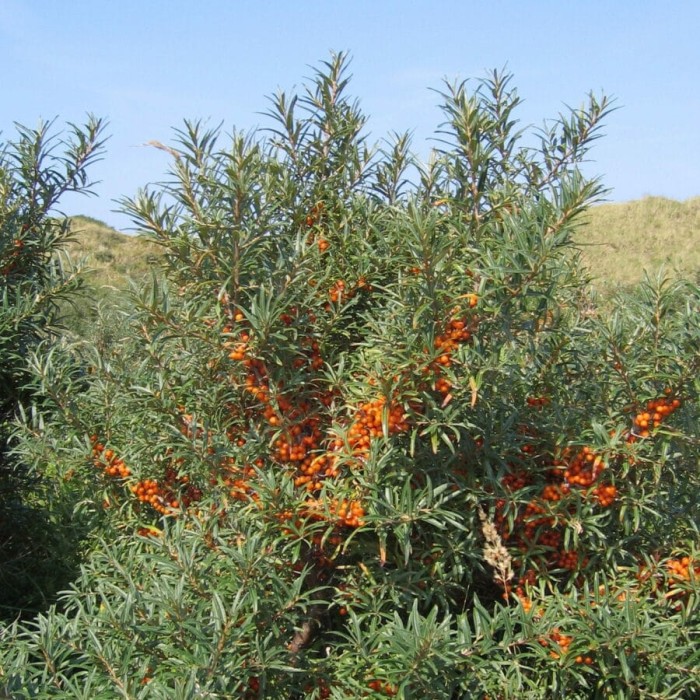 Hippophae-rhamnoidesFriesdorfer-Orange-femmina-900x900.jpg