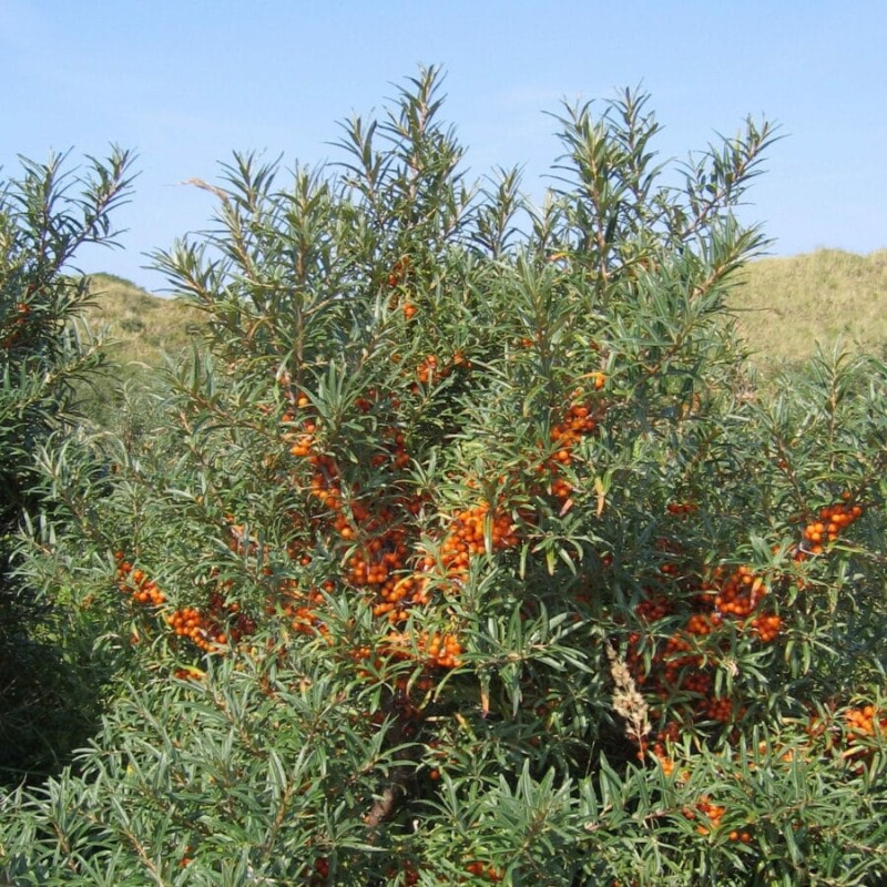 Hippophae-rhamnoidesFriesdorfer-Orange-femmina-900x900.jpg