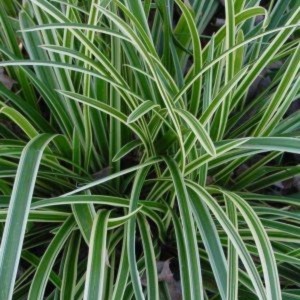 vaste-tuin-planten-carex-morrowii-ice-dance-1.1.1.1.jpg